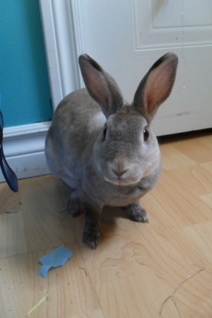 Maman Lapin Mini-Rex